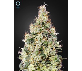 Exodus Cheese Auto CBD - Green House Seeds