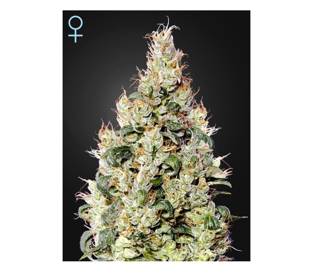 Exodus Cheese Auto CBD - Green House Seeds