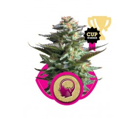 Amnesia Haze - Royal Queen Seeds