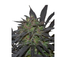 Blue Mistic - Royal Queen Seeds