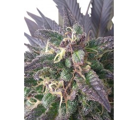 Blue Mistic - Royal Queen Seeds