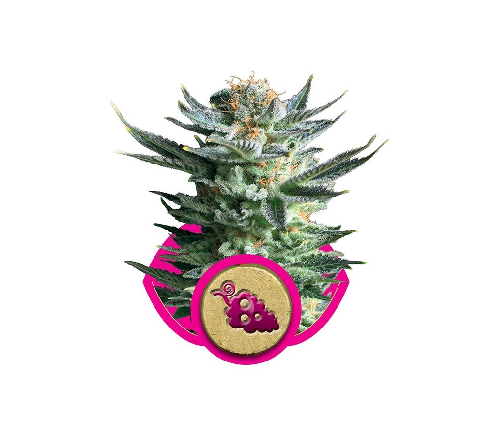 Fruit Spirit - Royal Queen Seeds