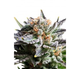 Fruit Spirit - Royal Queen Seeds