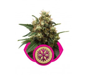 Eis - Royal Queen Seeds