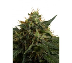 Ice - Royal Queen Seeds