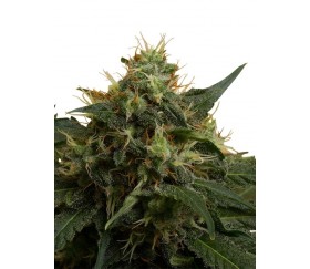 Eis - Royal Queen Seeds