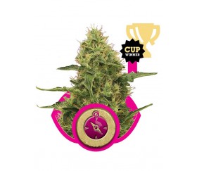 Northern Light - Royal Queen Seeds