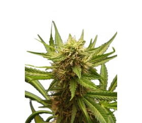 Northern Light - Royal Queen Seeds