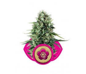 Power Flower - Royal Queen Seeds