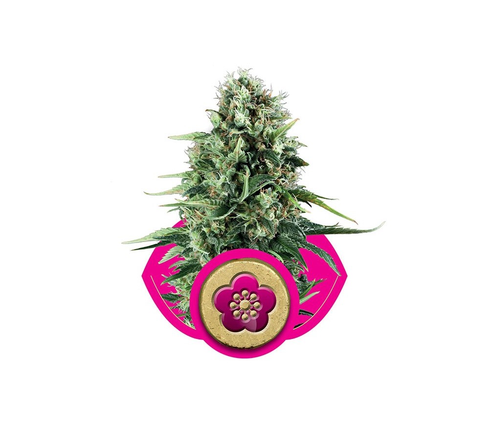 Power Flower - Royal Queen Seeds