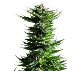 Shining Silver Haze - Royal Queen Seeds