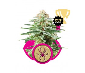 Weiße Witwe - Royal Queen Seeds