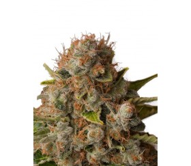 White Widow - Royal Queen Seeds