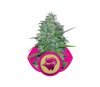 Skunk XL - Royal Queen Seeds