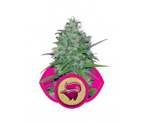 Skunk XL - Royal Queen Seeds