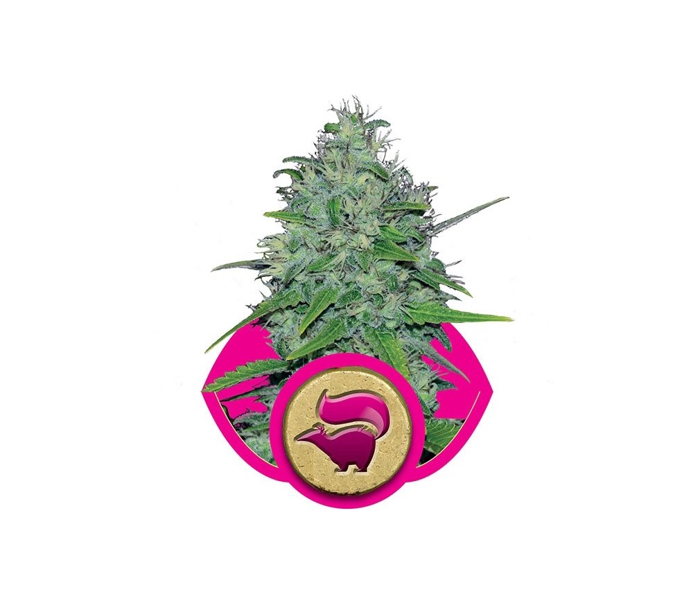 Skunk XL - Royal Queen Seeds