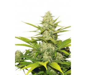 Skunk XL - Royal Queen Seeds