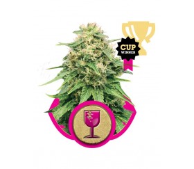 Critical - Royal Queen Seeds