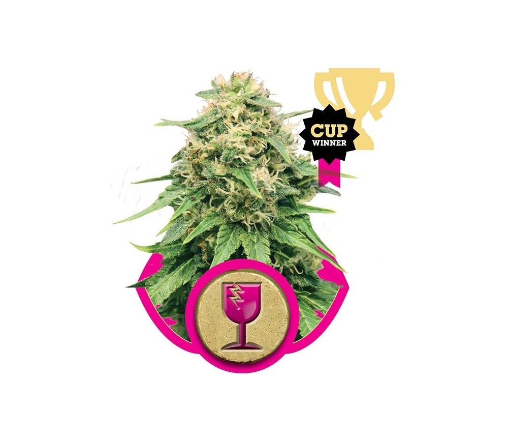 Critical Semillas de Marihuana - Royal Queen Seeds