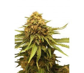 Critical - Royal Queen Seeds