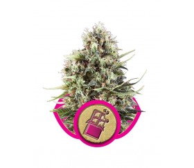 Chocolate Haze - Royal Queen Seeds