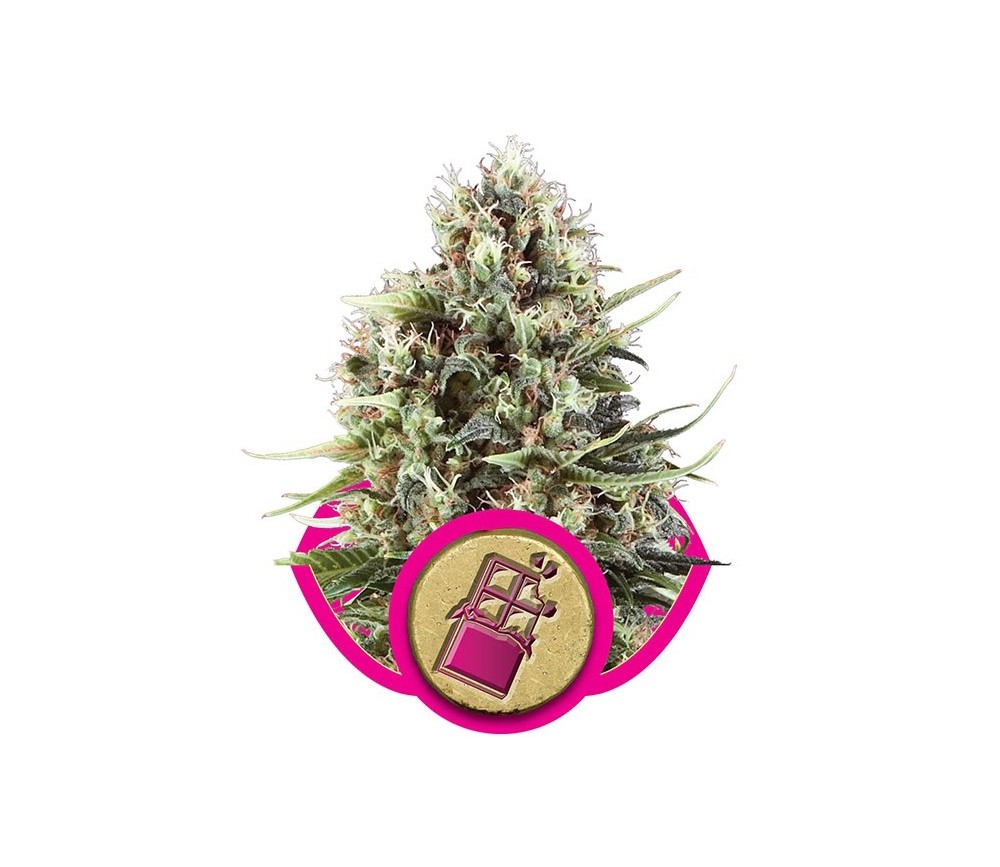 Chocolate Haze - Royal Queen Seeds