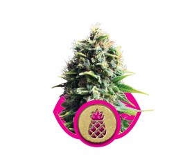 Ananas Kush - Royal Queen Seeds