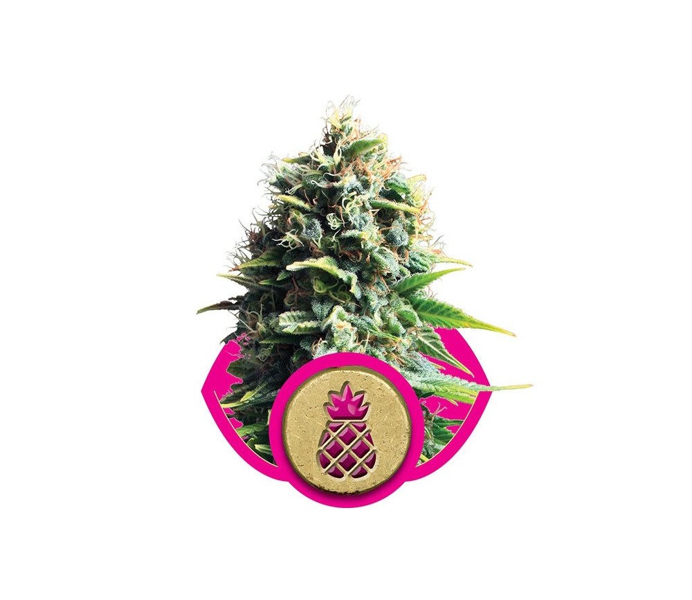 Pineapple Kush - Royal Queen Seeds