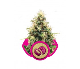 Somango XL - Royal Queen Seeds