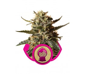 Bubblegum XL - Royal Queen Seeds