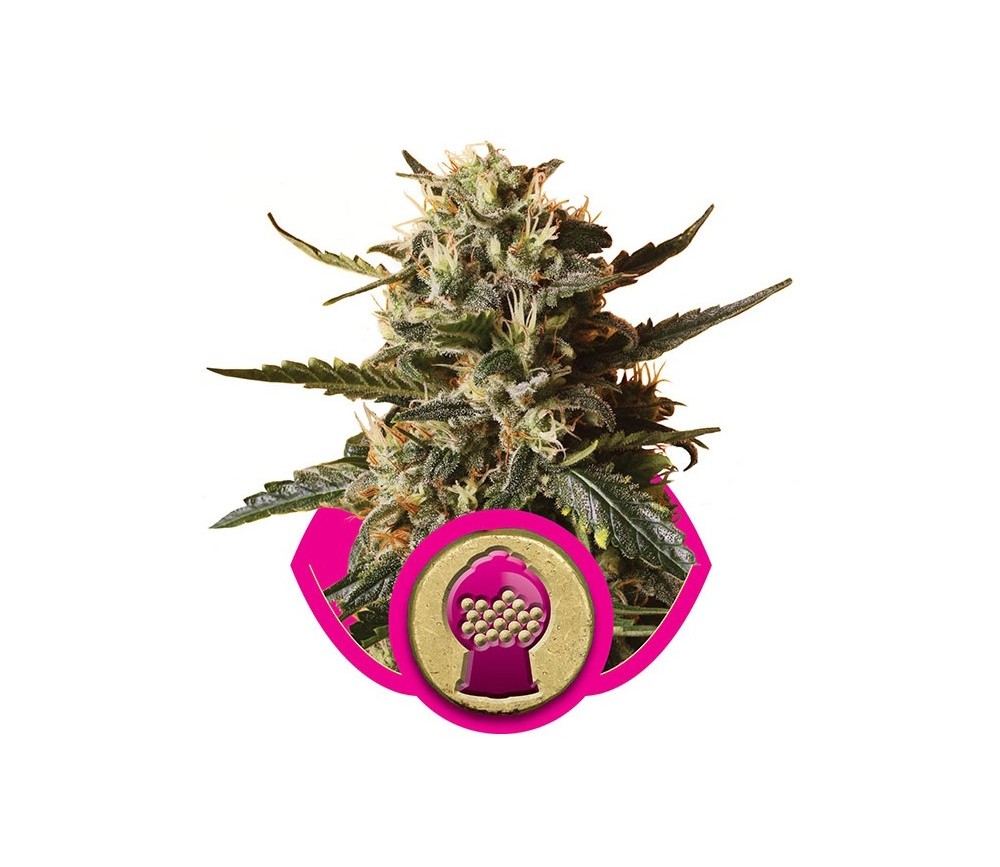 Bubblegum XL - Royal Queen Seeds