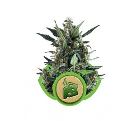 Blue Cheese Automatic - Royal Queen Seeds