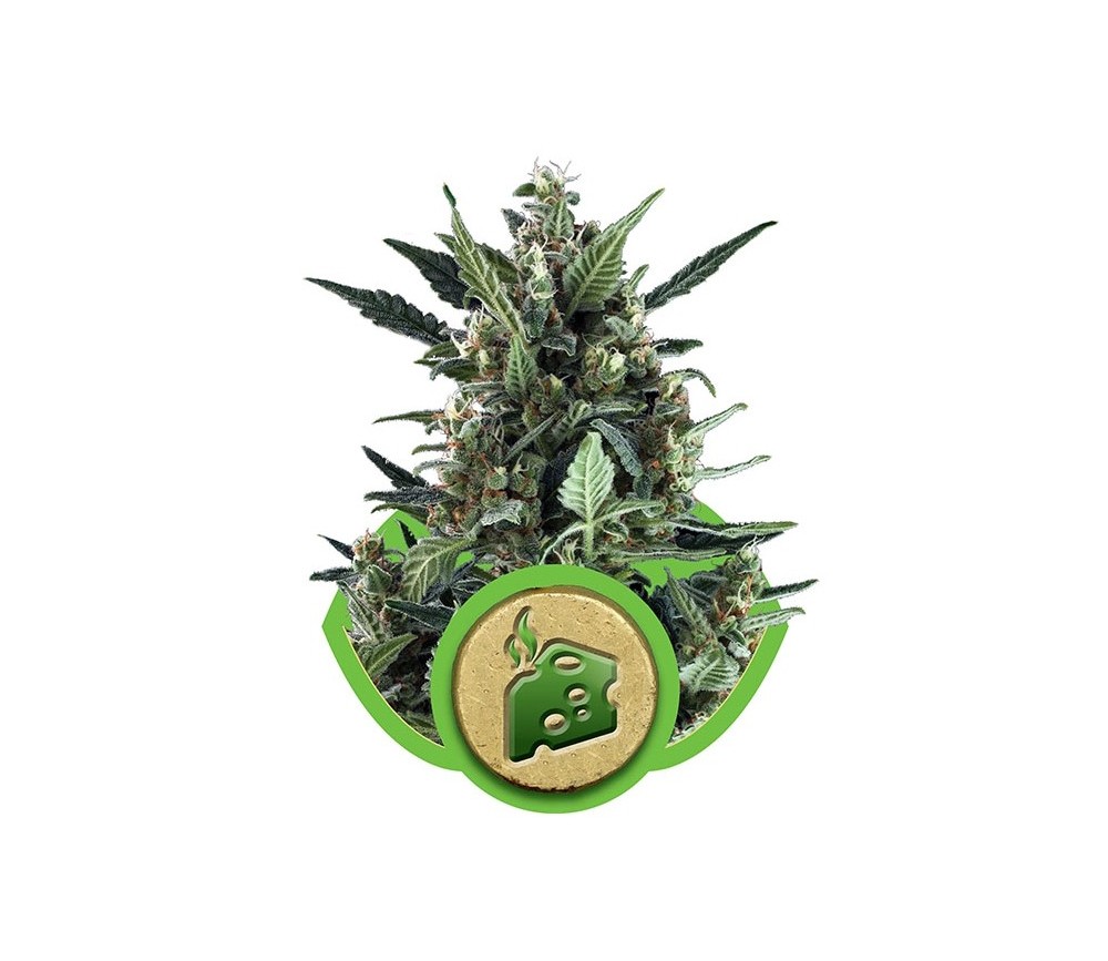 Blue Cheese Automatic - Royal Queen Seeds