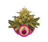 Royal Domina de Royal Queen Seeds
