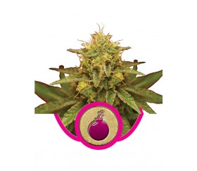 Royal Domina de Royal Queen Seeds