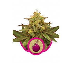 Royal Domina de Royal Queen Seeds