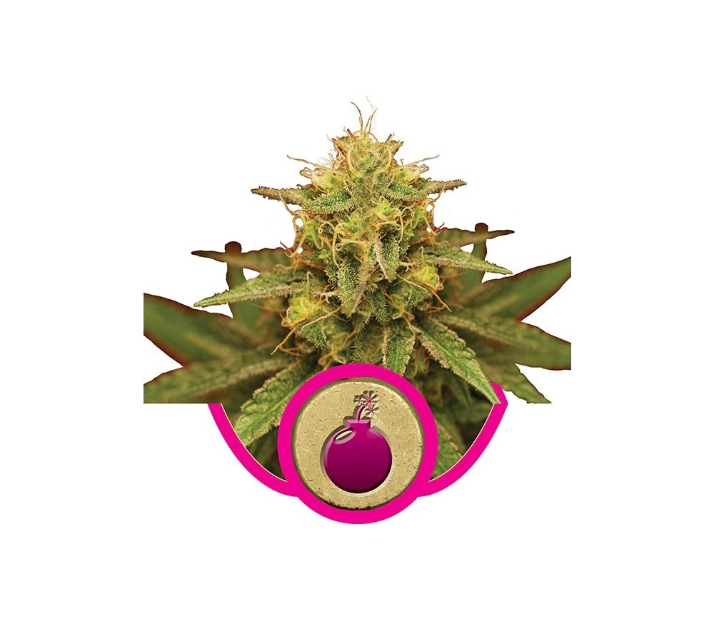 Royal Domina de Royal Queen Seeds