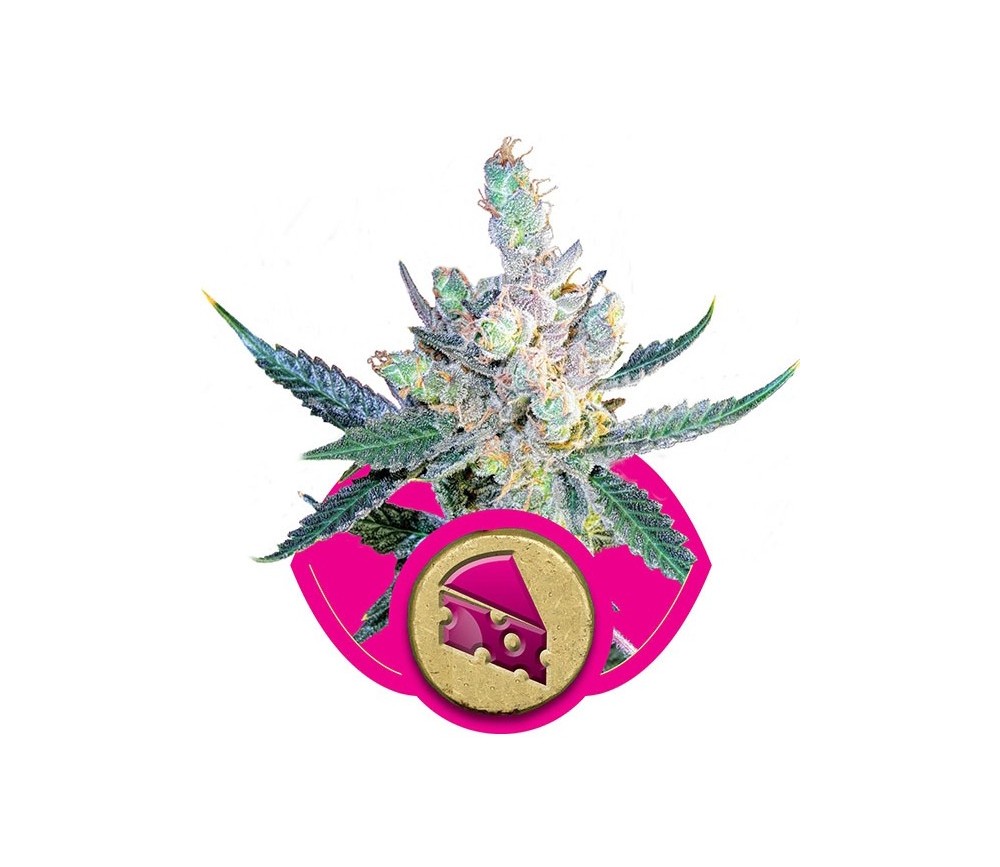 Royal Cheese Fast Flowering - Royal Queen Seeds