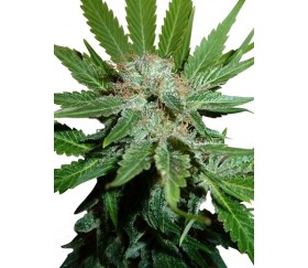 Royal Cheese Fast Flowering - Royal Queen Seeds