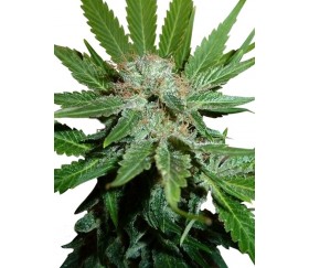 ROYAL CHEESE FAST FLOWERING