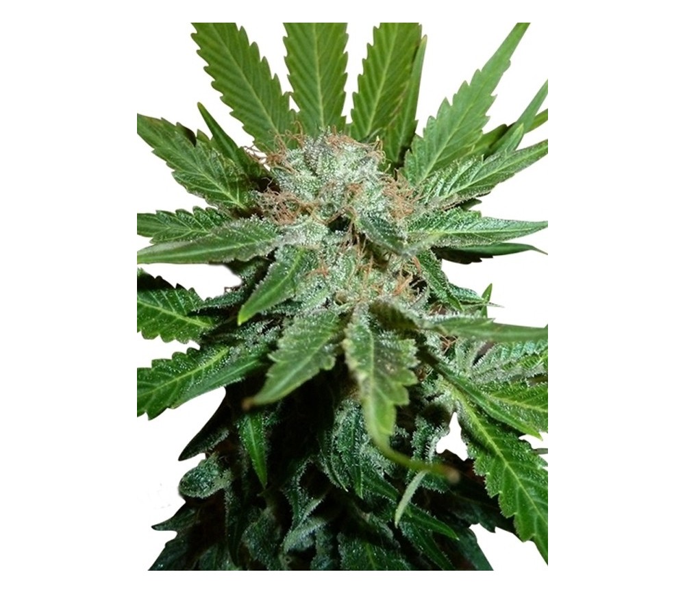 Royal Cheese Fast Flowering - Royal Queen Seeds