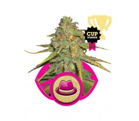 OG Kush - Royal Queen Seeds