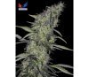 Somango 47 - Positronics Seeds