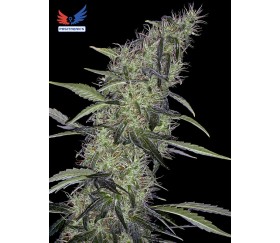 Somango 47 - Positronics Seeds