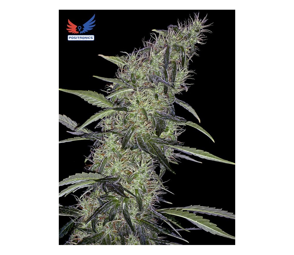 Somango 47 - Positronics Seeds