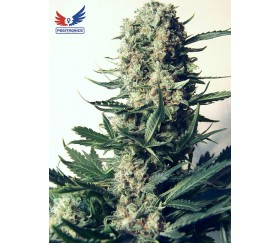 Critical 47 - Positronics Seeds