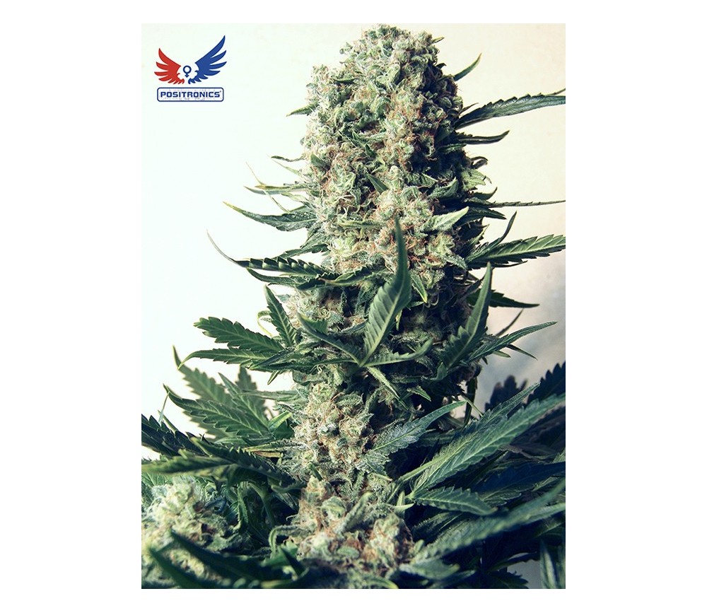 Critical 47 - Positronics Seeds