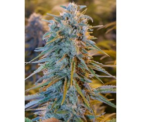 Blue Dream - Humbolt Seeds