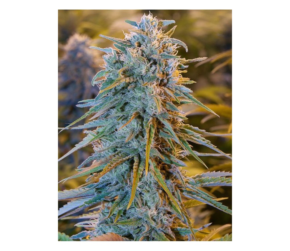 Blue Dream - Humbolt Seeds