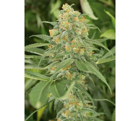 Green Crack - Humbolt Seeds